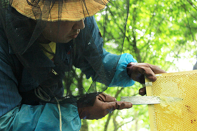 福岡県嘉麻市の自然に囲まれた場所で採蜜を行う辻養蜂場